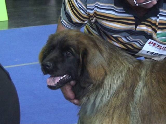 Salzburg Clubschau Mai 06 204 